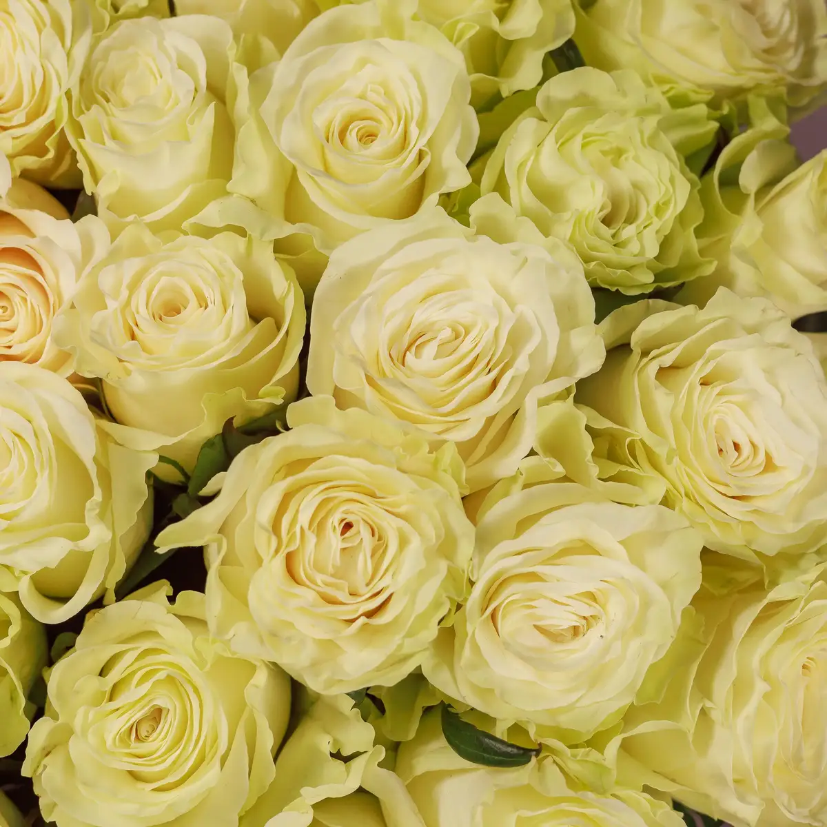 Букет 49 Троянд білих Мондіаль купити недорого в Україні, фото 3