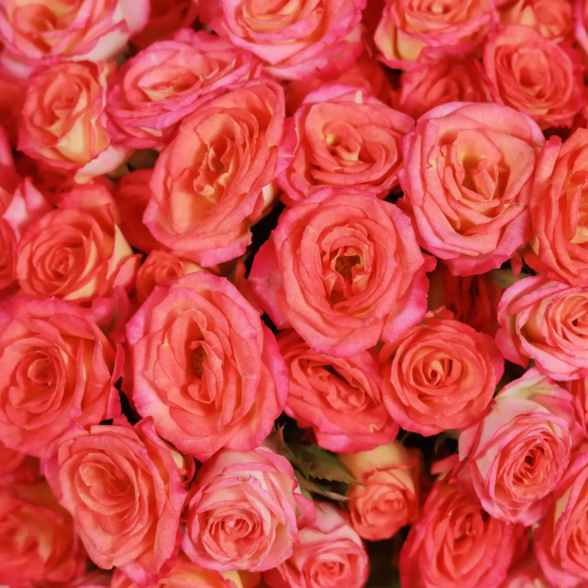 Букет 15 Троянд спрей Самер Денс купити недорого в Україні, фото 3