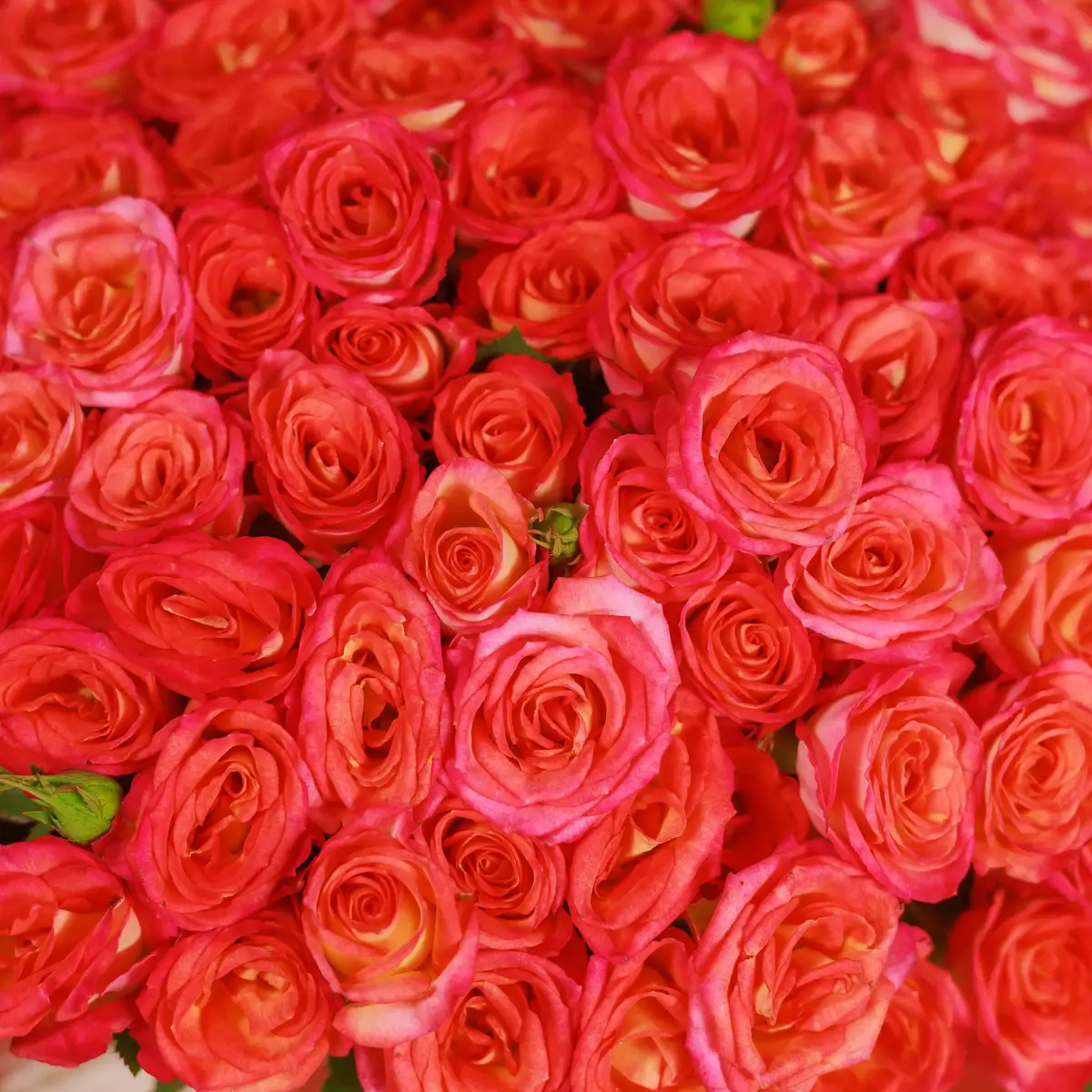 Букет 35 Роз спрей Самер Денс купить недорого в Украине, фото 3