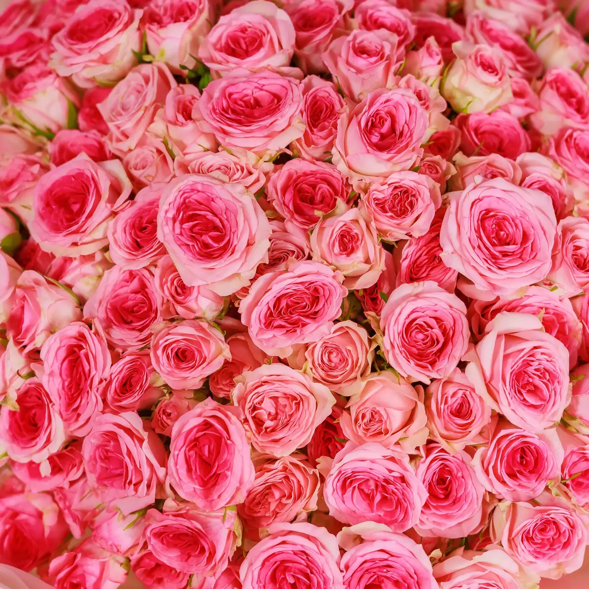 Букет 55 Троянд спрей Тралала купити недорого в Україні, фото 3