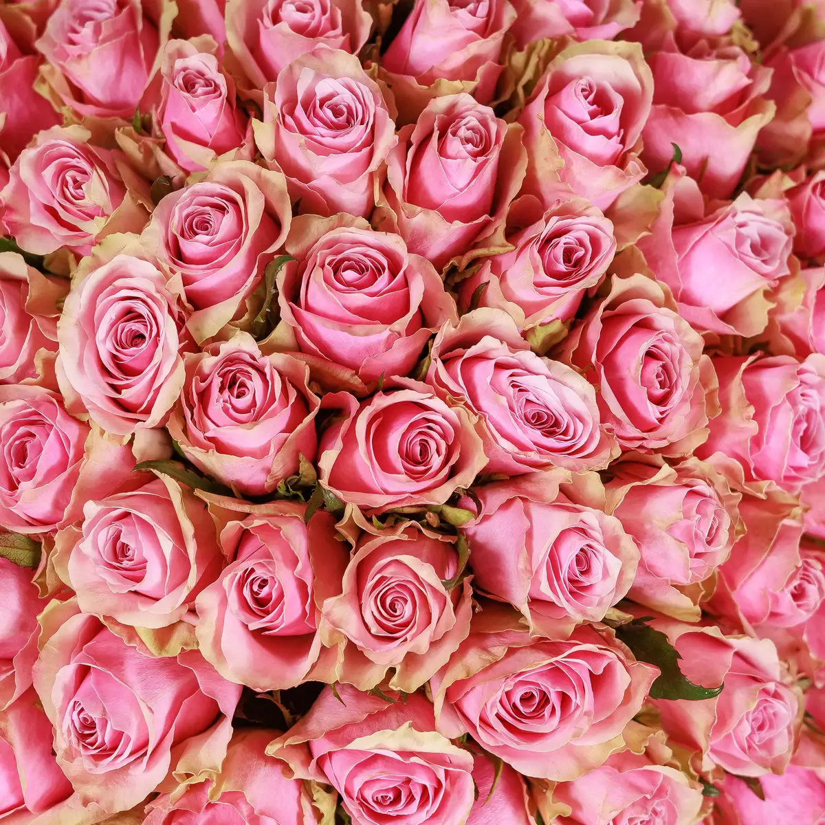 Букет 101 Роуз Атена Роял купить недорого в Украине, фото 3