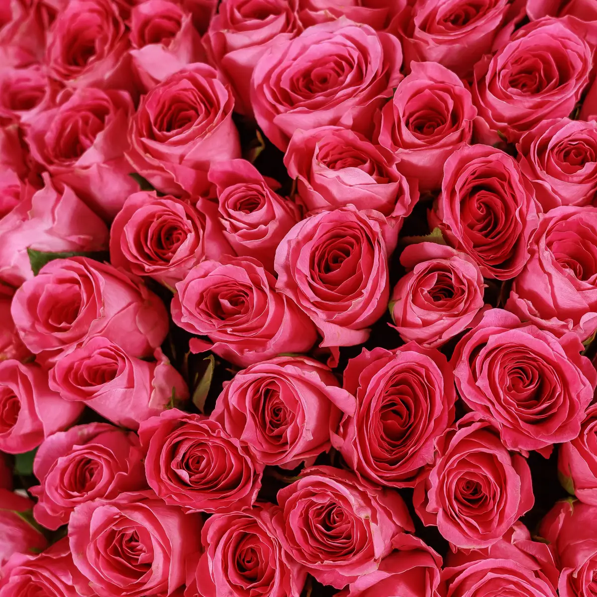 Букет 101 Роза Вотергейм купить недорого в Украине, фото 3