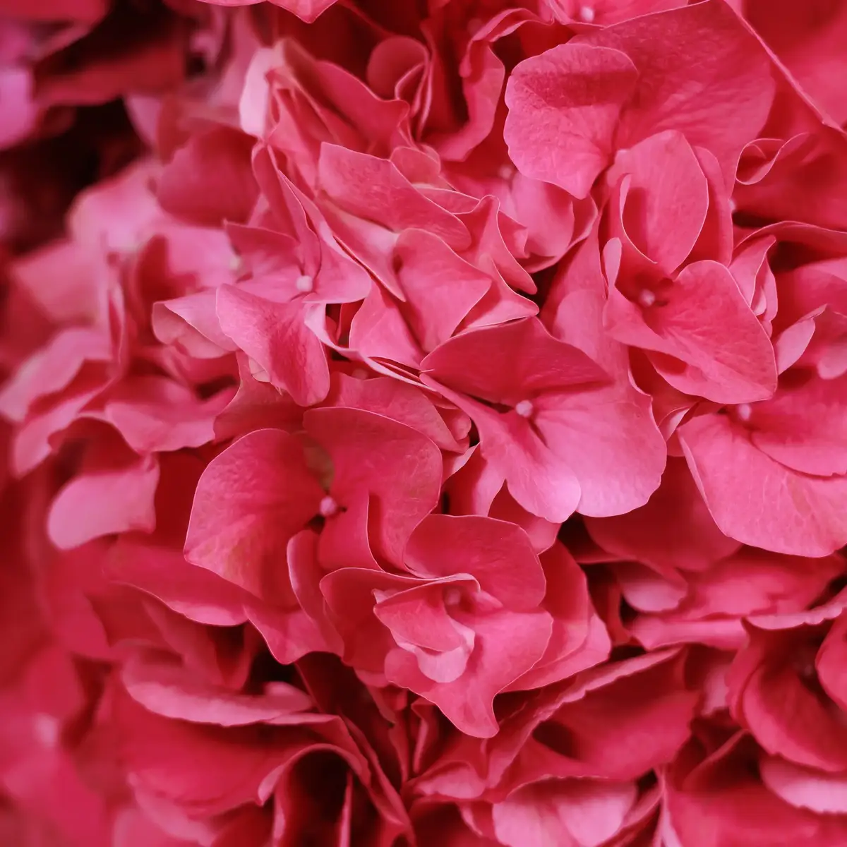 Букет 5 Малинових Гортензій купити недорого в Україні, фото 3