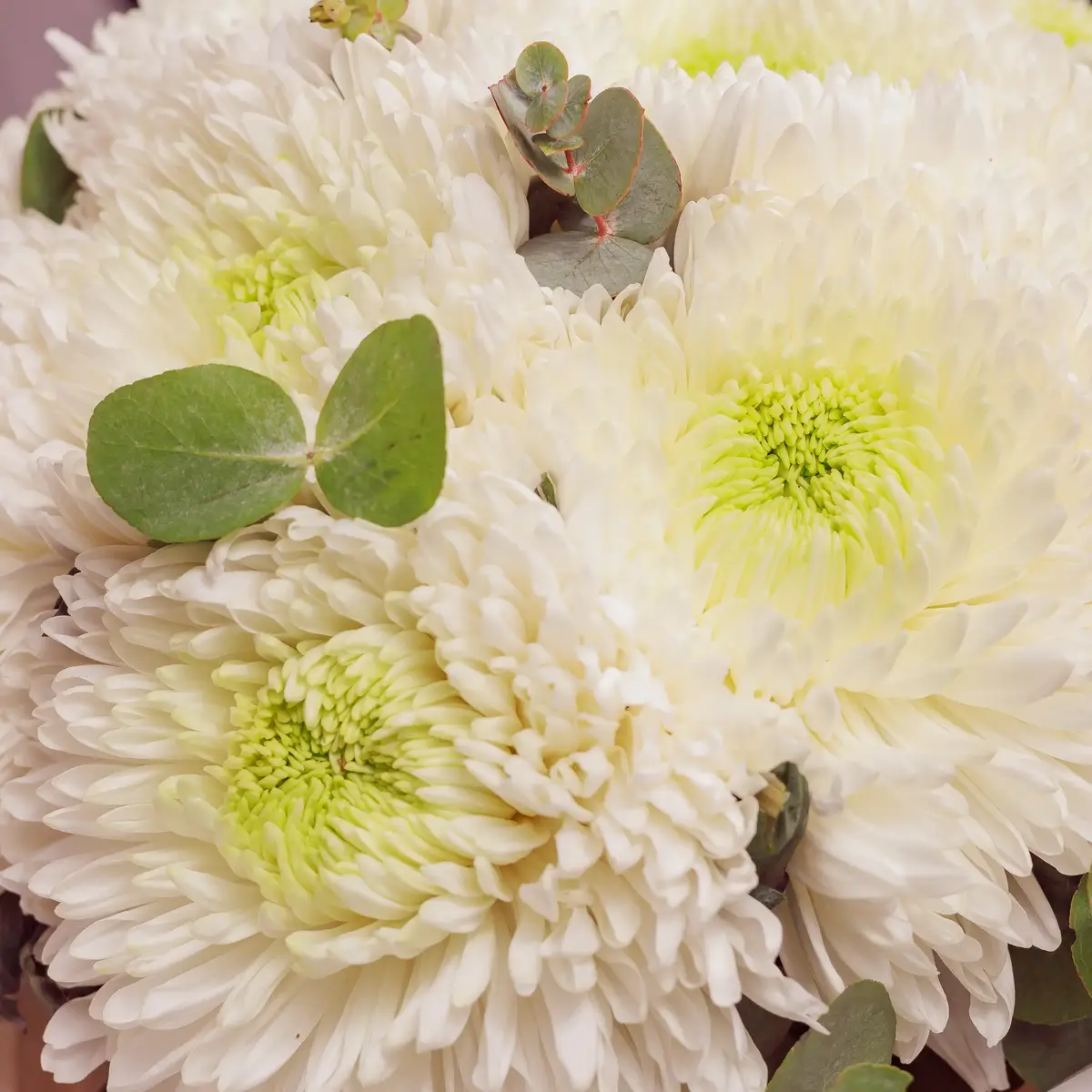 Букет 11 Однобутонных Белых Хризантем. купить недорого в Украине, фото 3