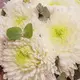 Букет 11 Однобутонных Белых Хризантем. купить
