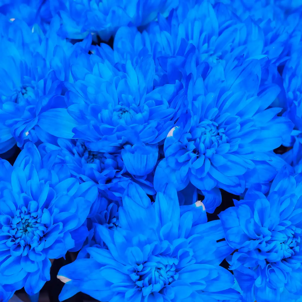 Букет из 9 синих хризантемы купить недорого в Украине, фото 3