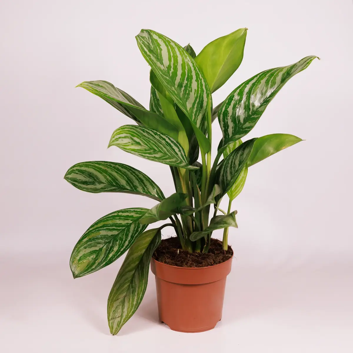 Аглаонема d17 купити