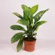 Аглаонема D17 купить недорого в Украине, фото 739