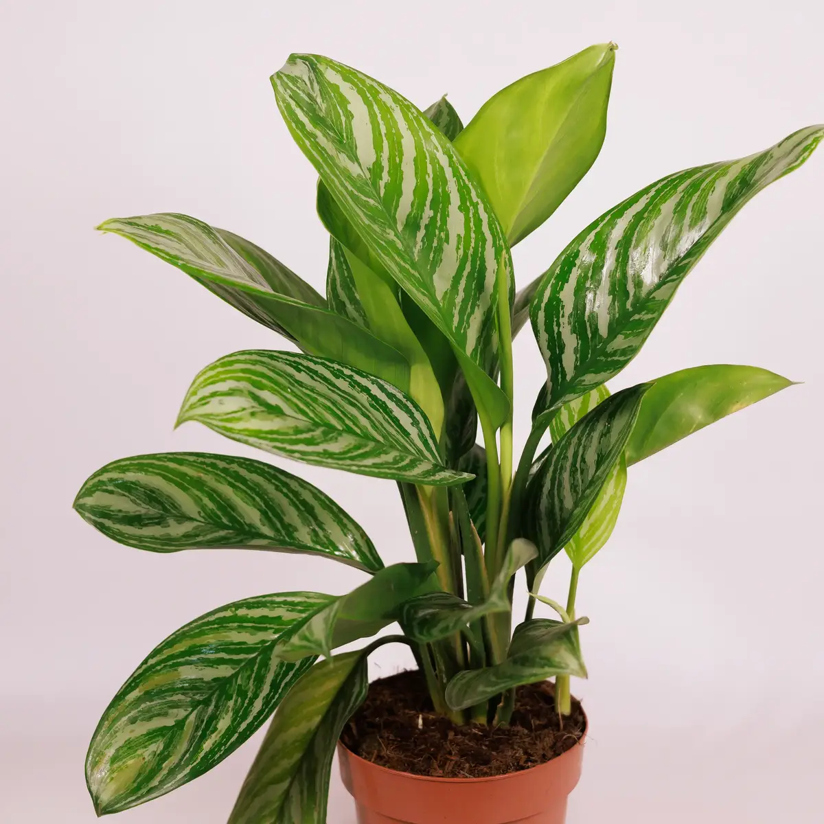 Аглаонема d17 купити недорого в Україні, фото 2