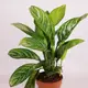 Аглаонема d17 купити