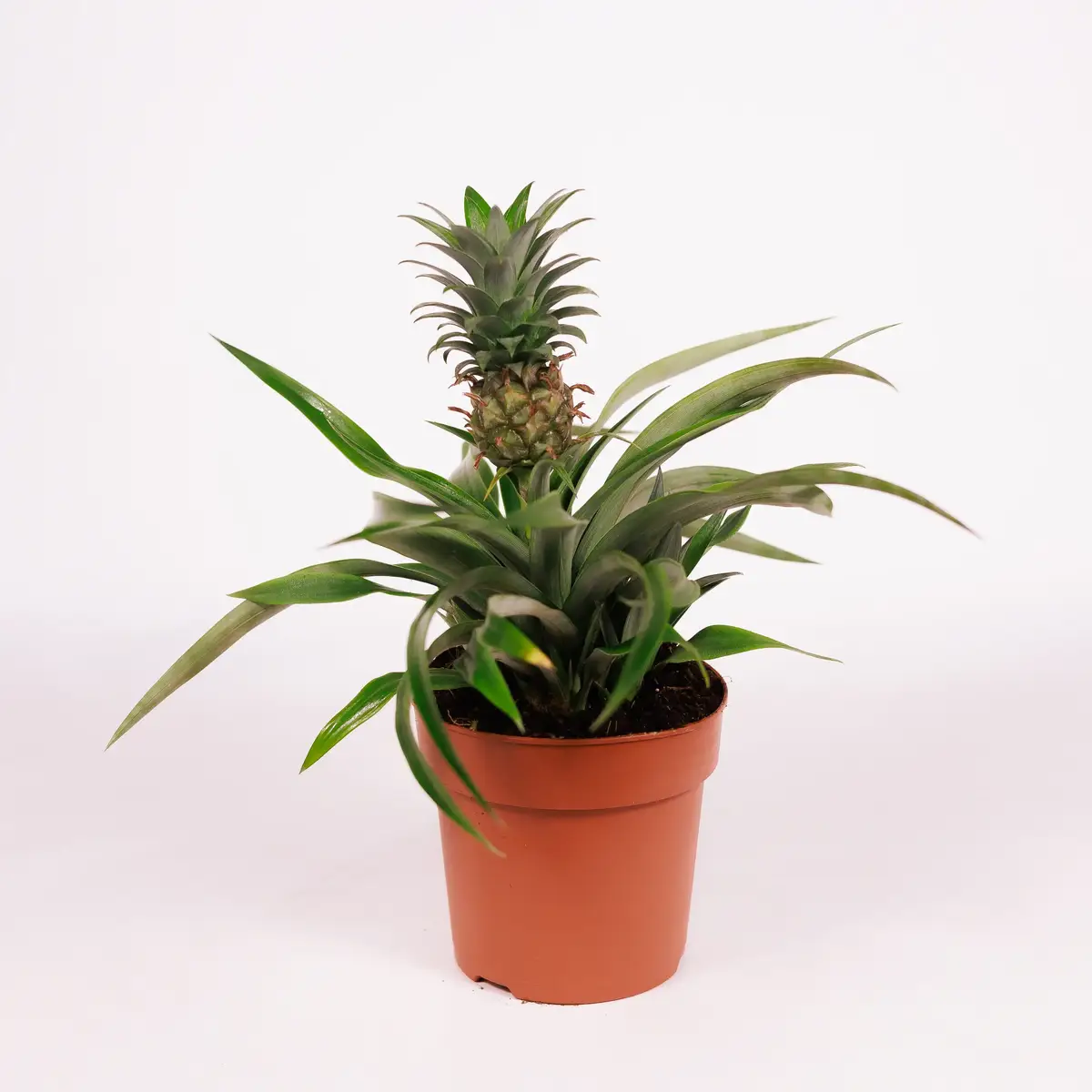 Ананас d12 купити