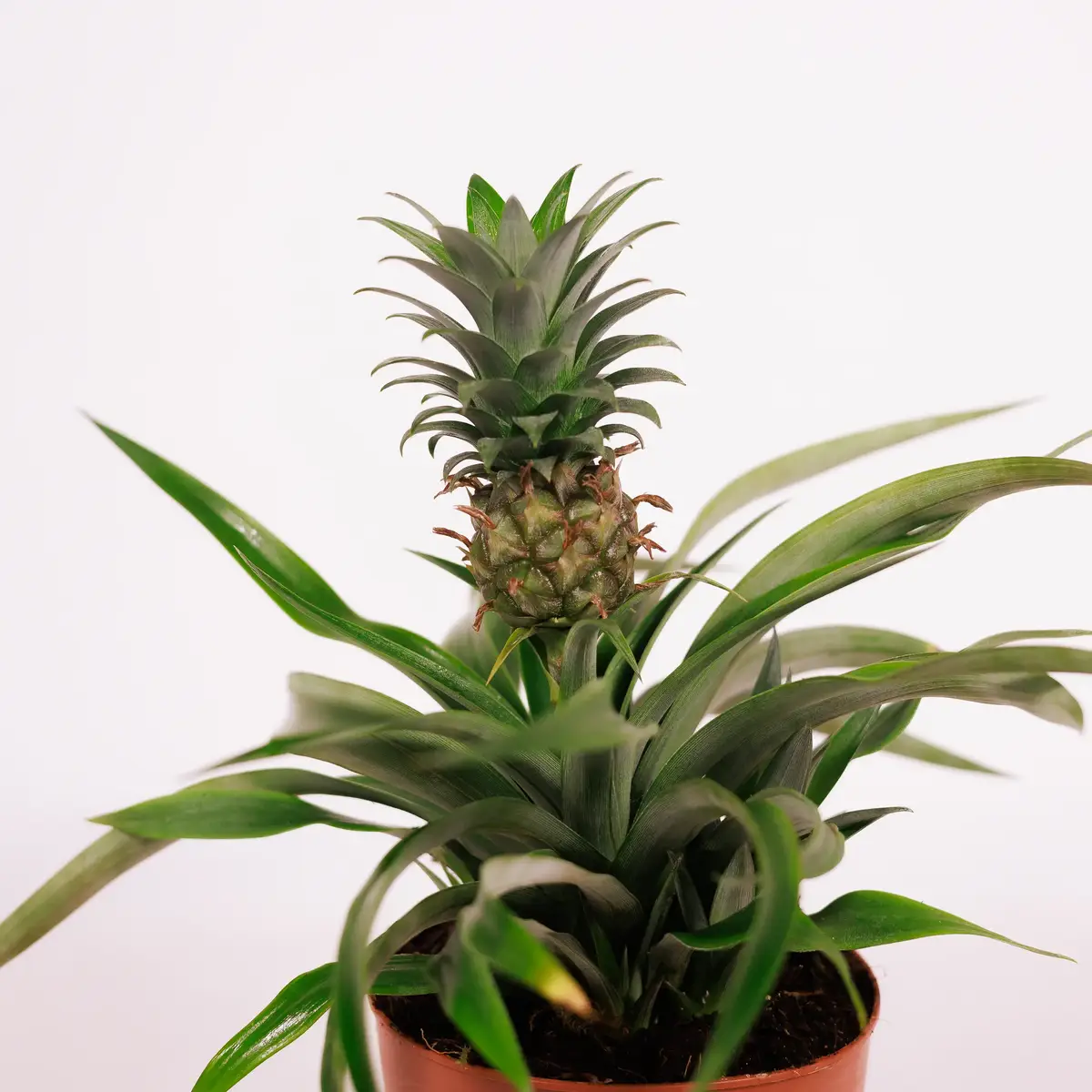 Ананас d12 купити недорого в Україні, фото 2