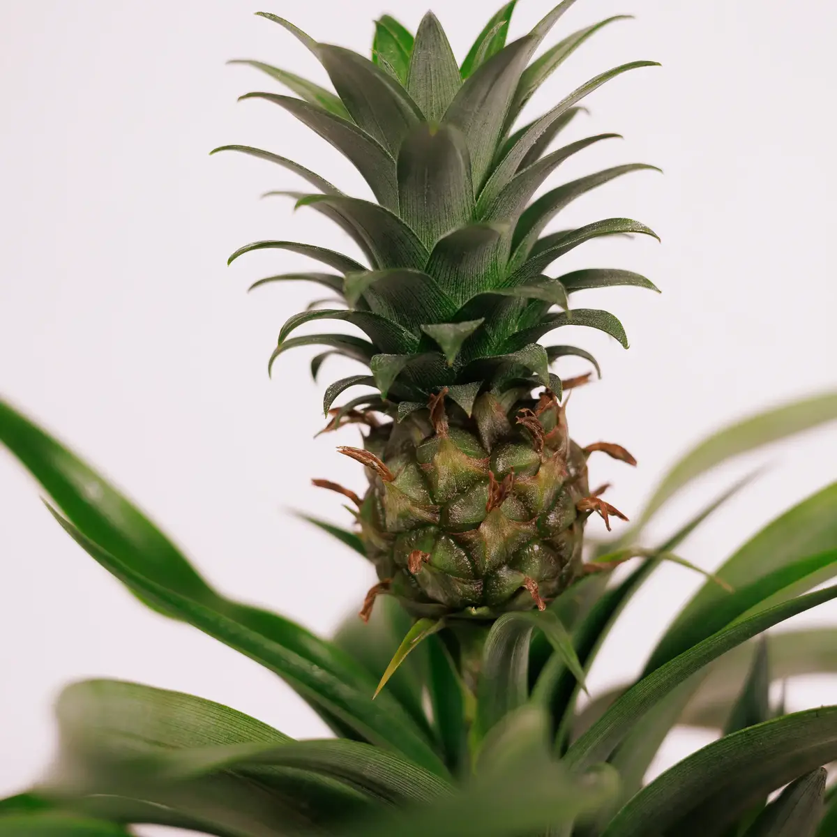 Ананас d12 купити недорого в Україні, фото 3