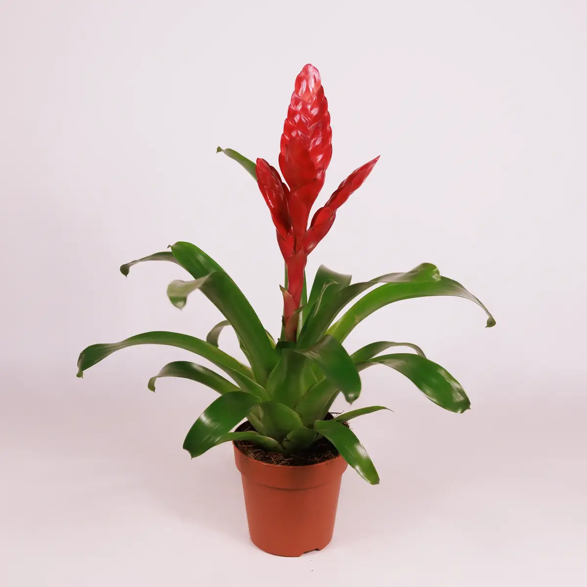 Вриезия D12 купить