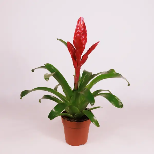 Вриезия D12 купить