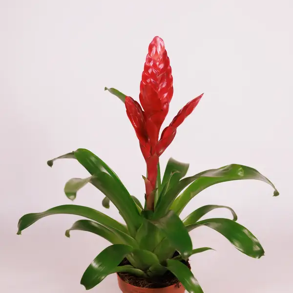 Вриезия D12 купить