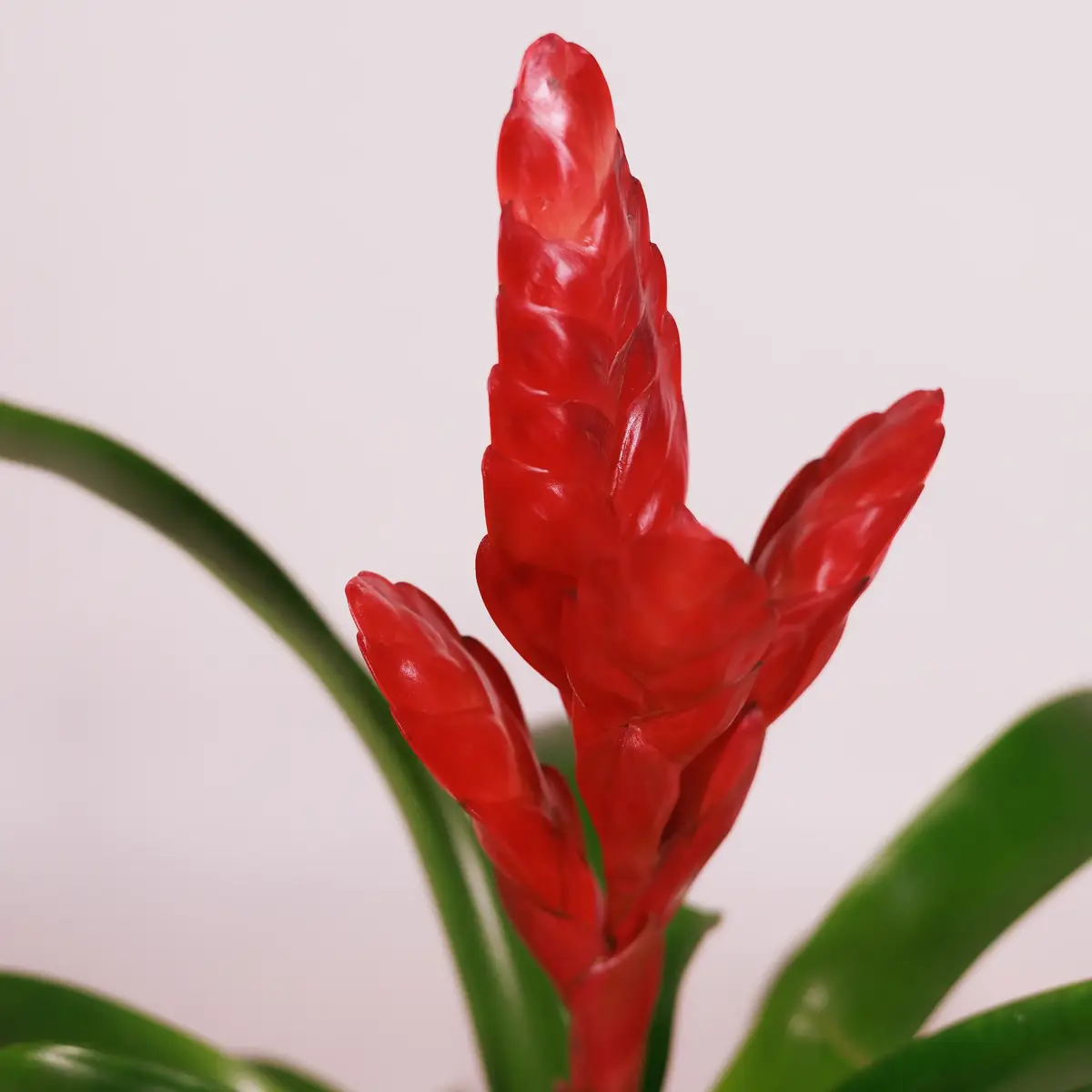 Вриезия D12 купить недорого в Украине, фото 3