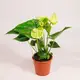 Антуріум Ванілла d12 купити недорого в Україні, фото 743