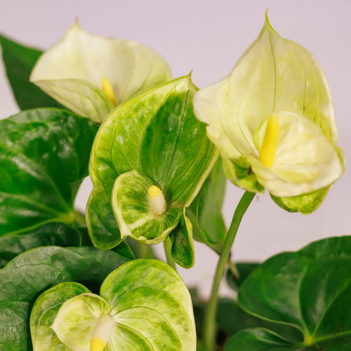 Антуріум Ванілла d12 купити недорого в Україні, фото 2