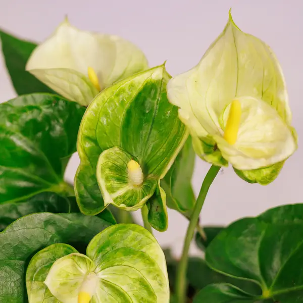 Антуріум Ванілла d12 купити