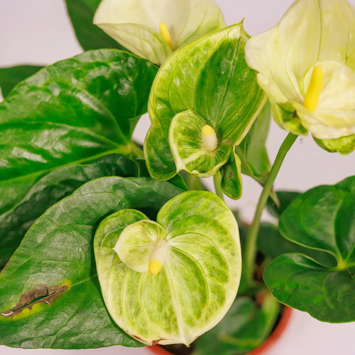 Антуріум Ванілла d12 купити недорого в Україні, фото 3