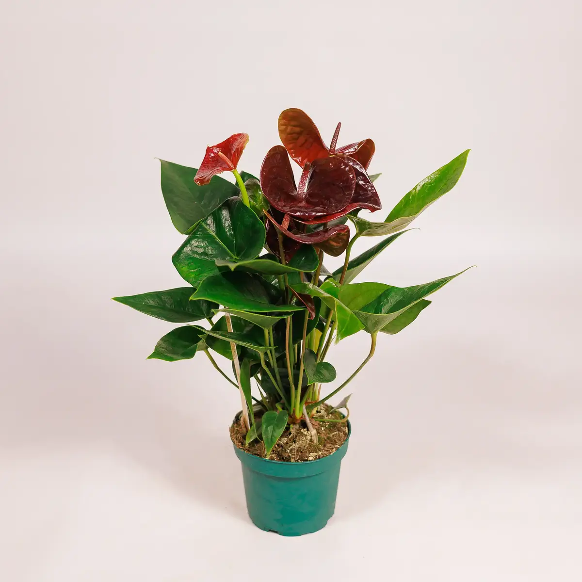 Антуриум Есенция D12 купить