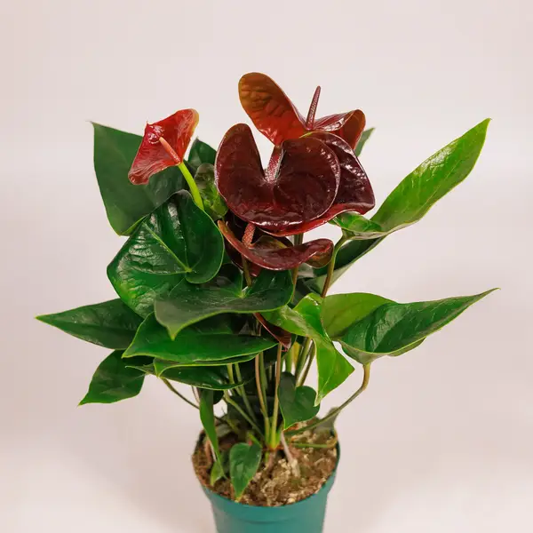 Антуриум Есенция D12 купить