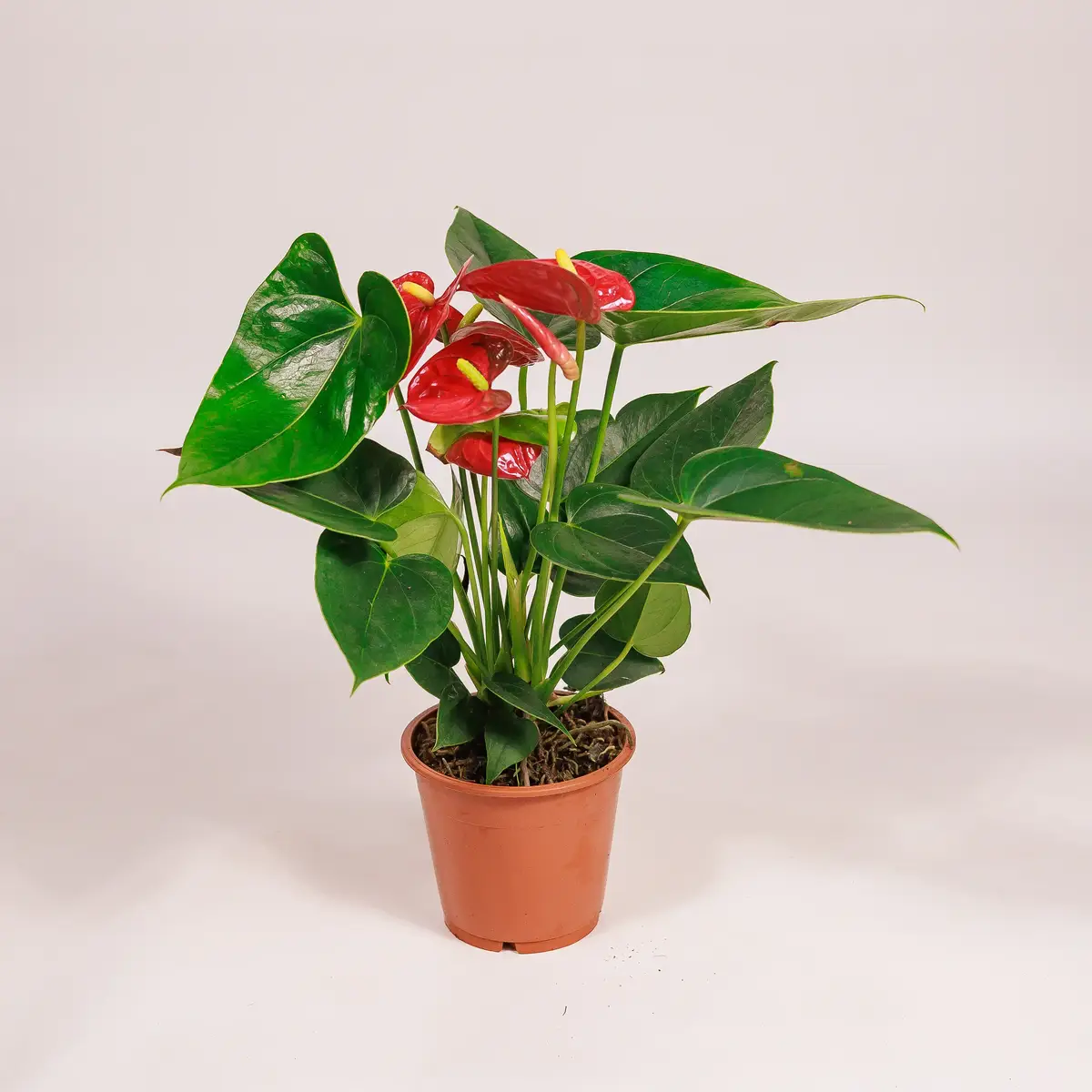 Антуріум Кверіда d12 купити