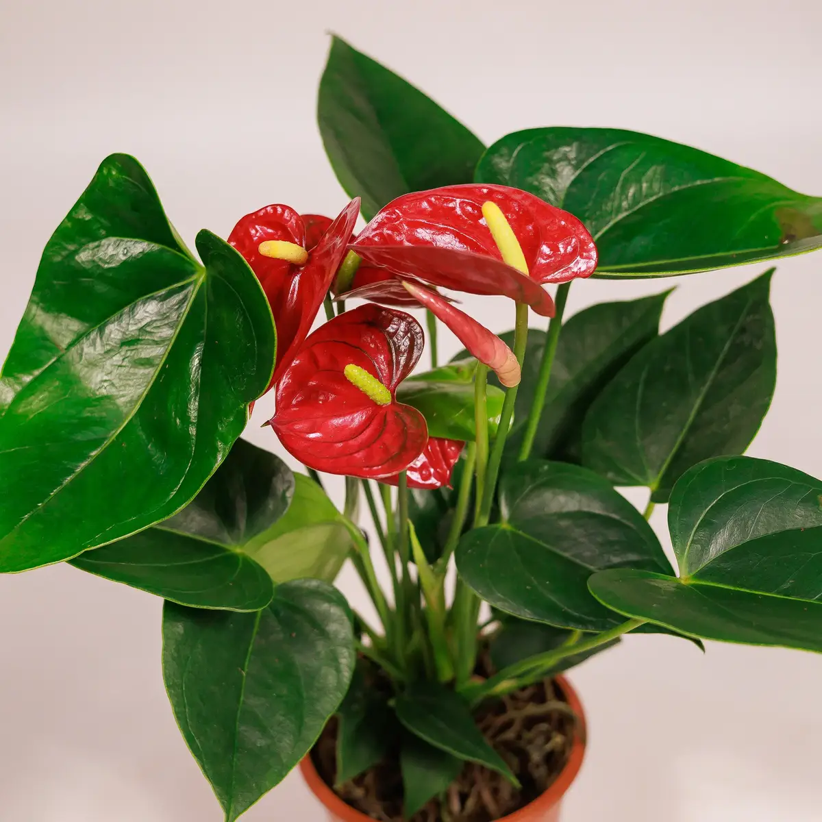 Антуріум Кверіда d12 купити недорого в Україні, фото 2