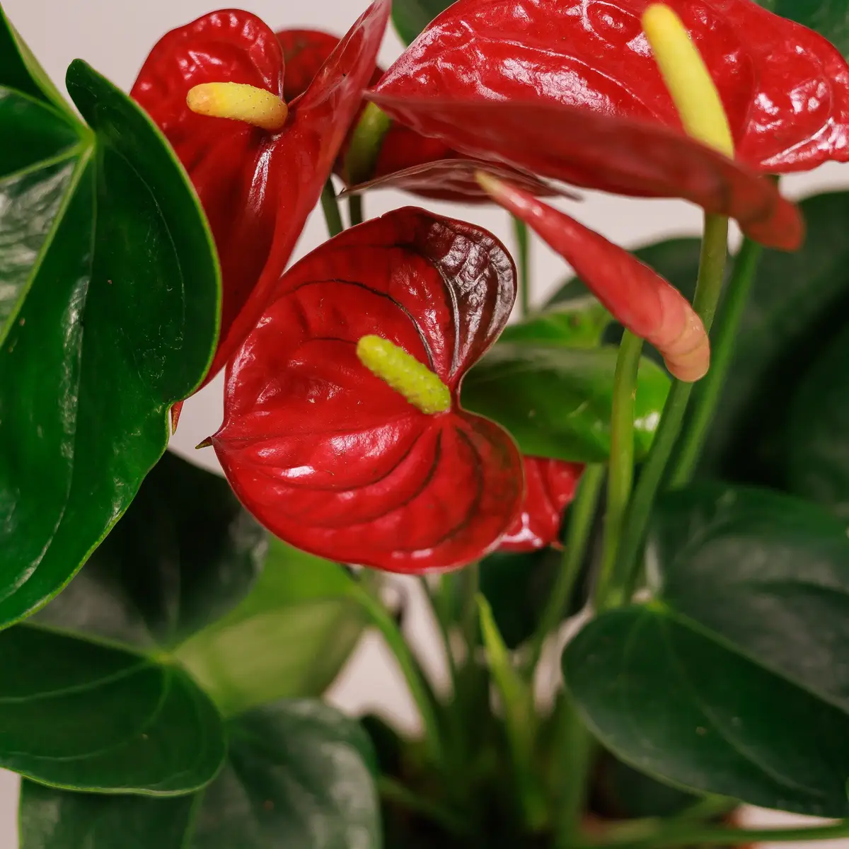 Антуріум Кверіда d12 купити недорого в Україні, фото 3