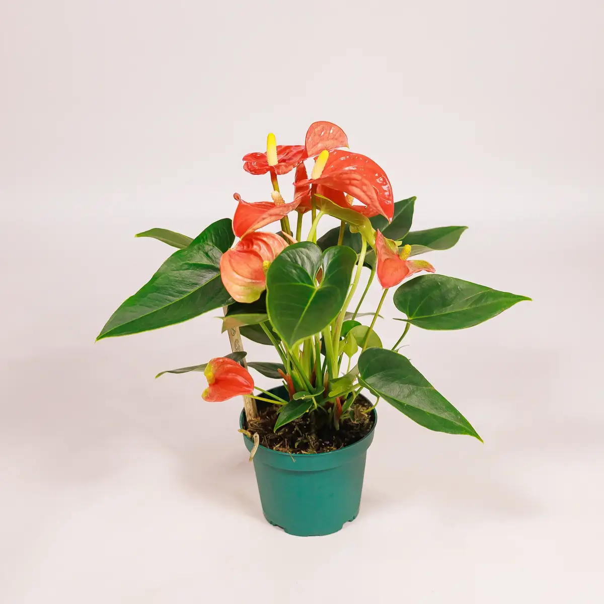 Антуріум Солара d12 купити