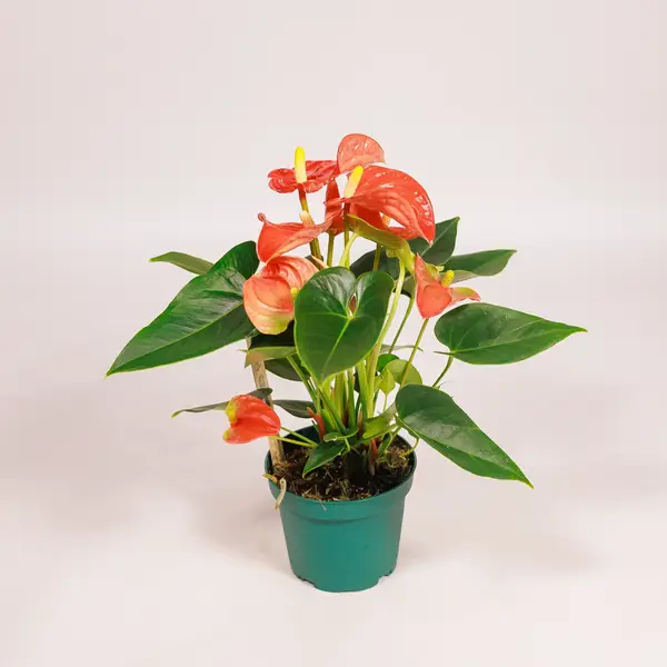 Антуріум Солара d12 купити