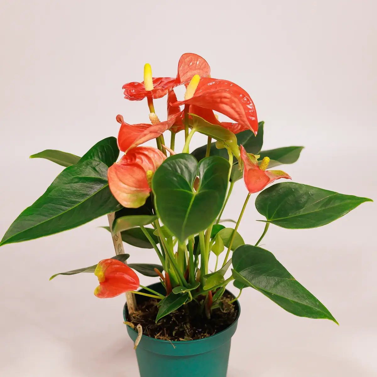 Антуріум Солара d12 купити недорого в Україні, фото 2