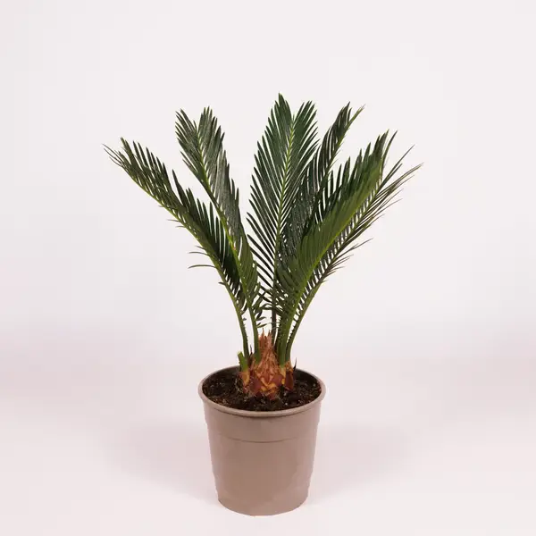 Цикас d12 купити