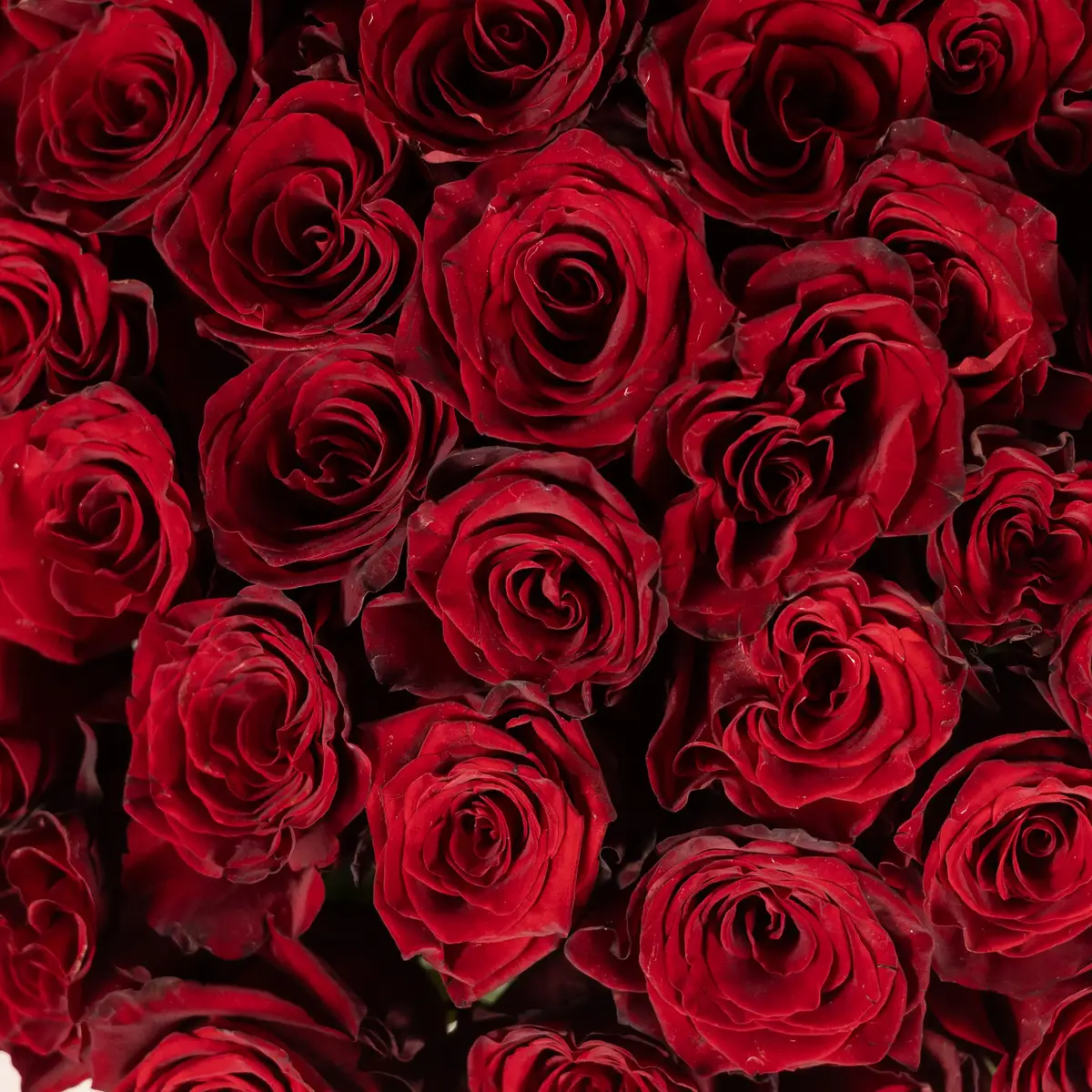 Букет 25 Троянд червоних Експлорер купити недорого в Україні, фото 3