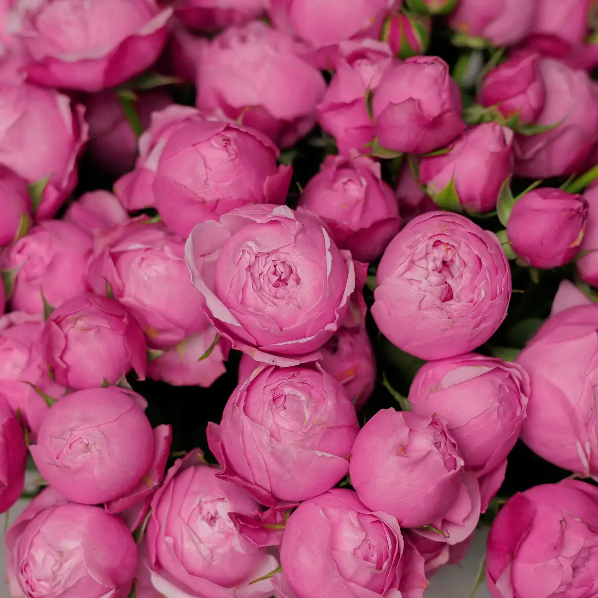 Бокс 35 Троянд спрей Сільва Пінк купити недорого в Україні, фото 3