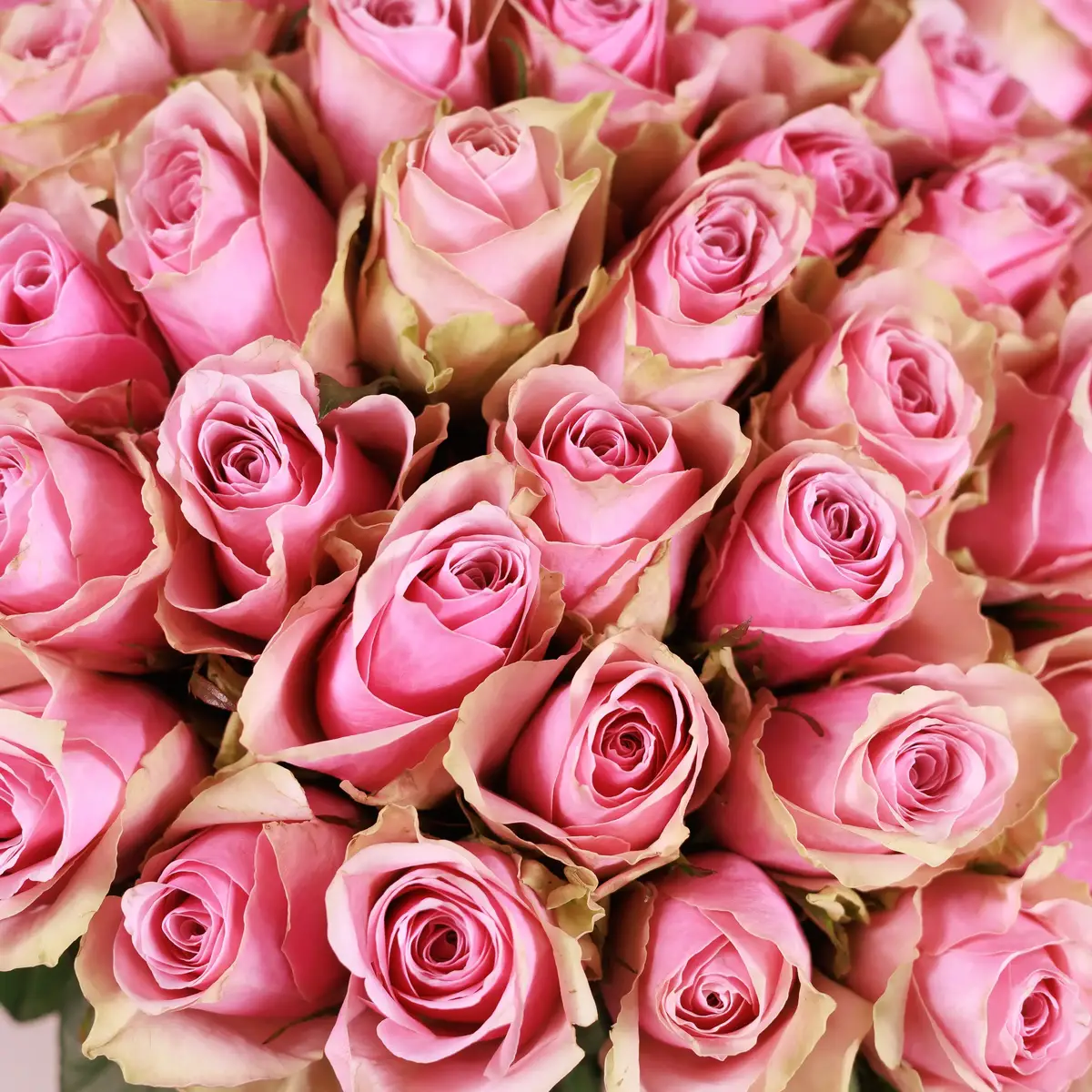 Букет 55 Роз Атена Роял купить недорого в Украине, фото 3