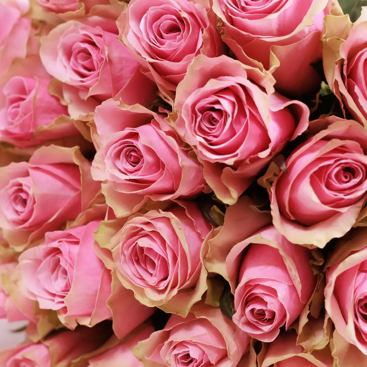 Букет 25 Роз Атена Роял купить недорого в Украине, фото 3