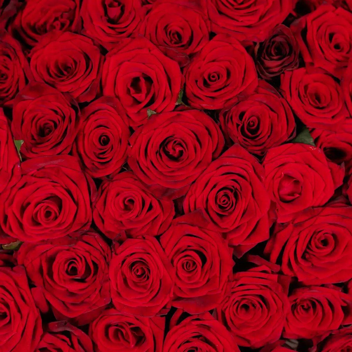 Букет 155 Роз красных Гран При купить недорого в Украине, фото 3