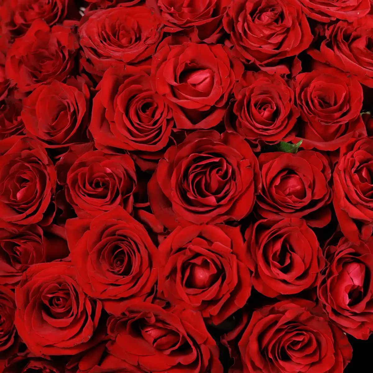 Букет 45 Роз красных Эвер Ред купить недорого в Украине, фото 3