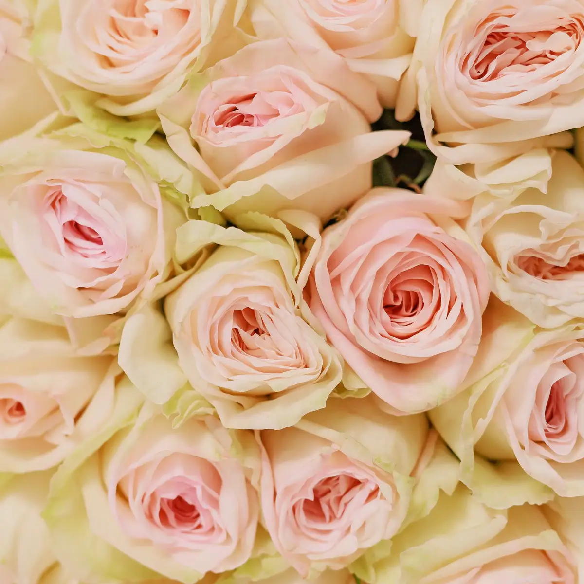 Букет 75 Роз Уайт Охара купить недорого в Украине, фото 3