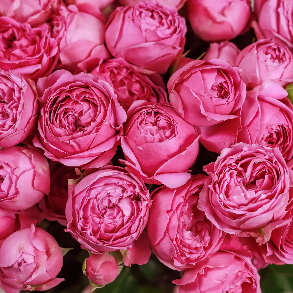 Букет 19 Роз спрей Мисти Баблз купить недорого в Украине, фото 3