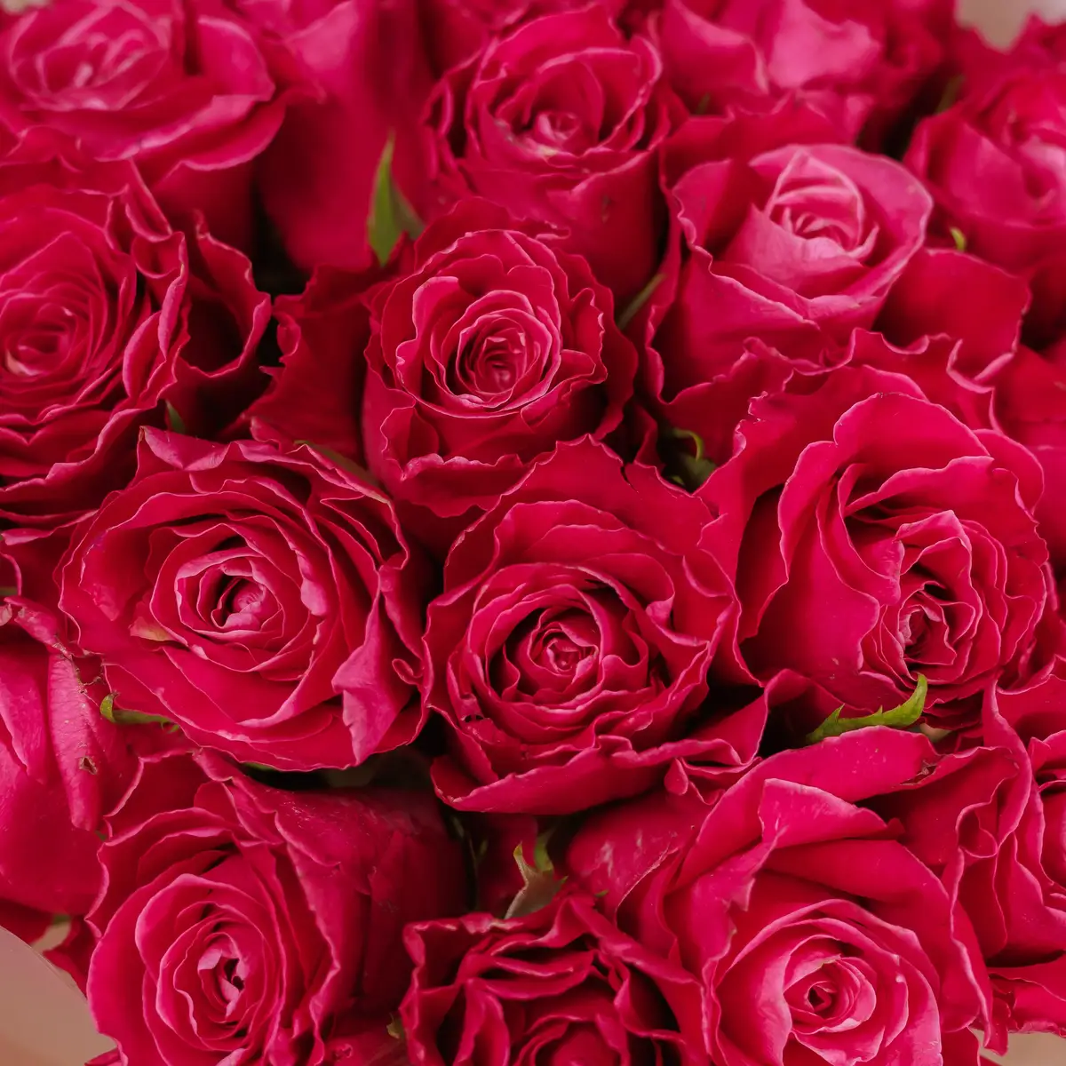 Букет 29 Троянд Муві Стар купити недорого в Україні, фото 3