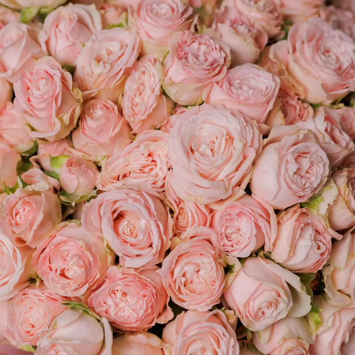 Букет 45 Роз спрей Бомбастик купить недорого в Украине, фото 3