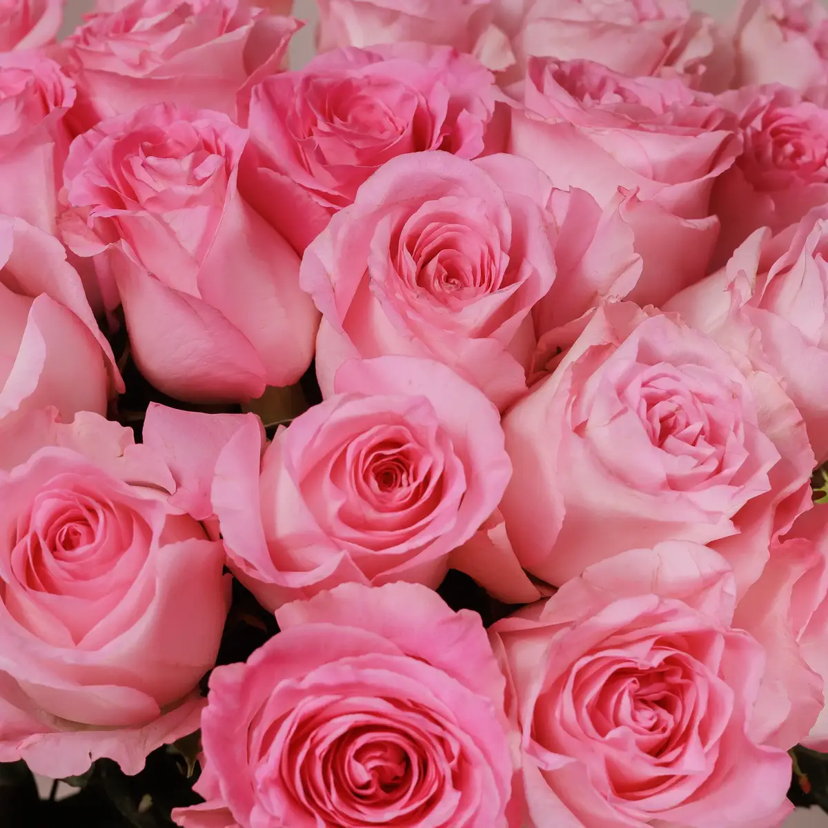 Букет 25 Роз Мандала купить недорого в Украине, фото 3