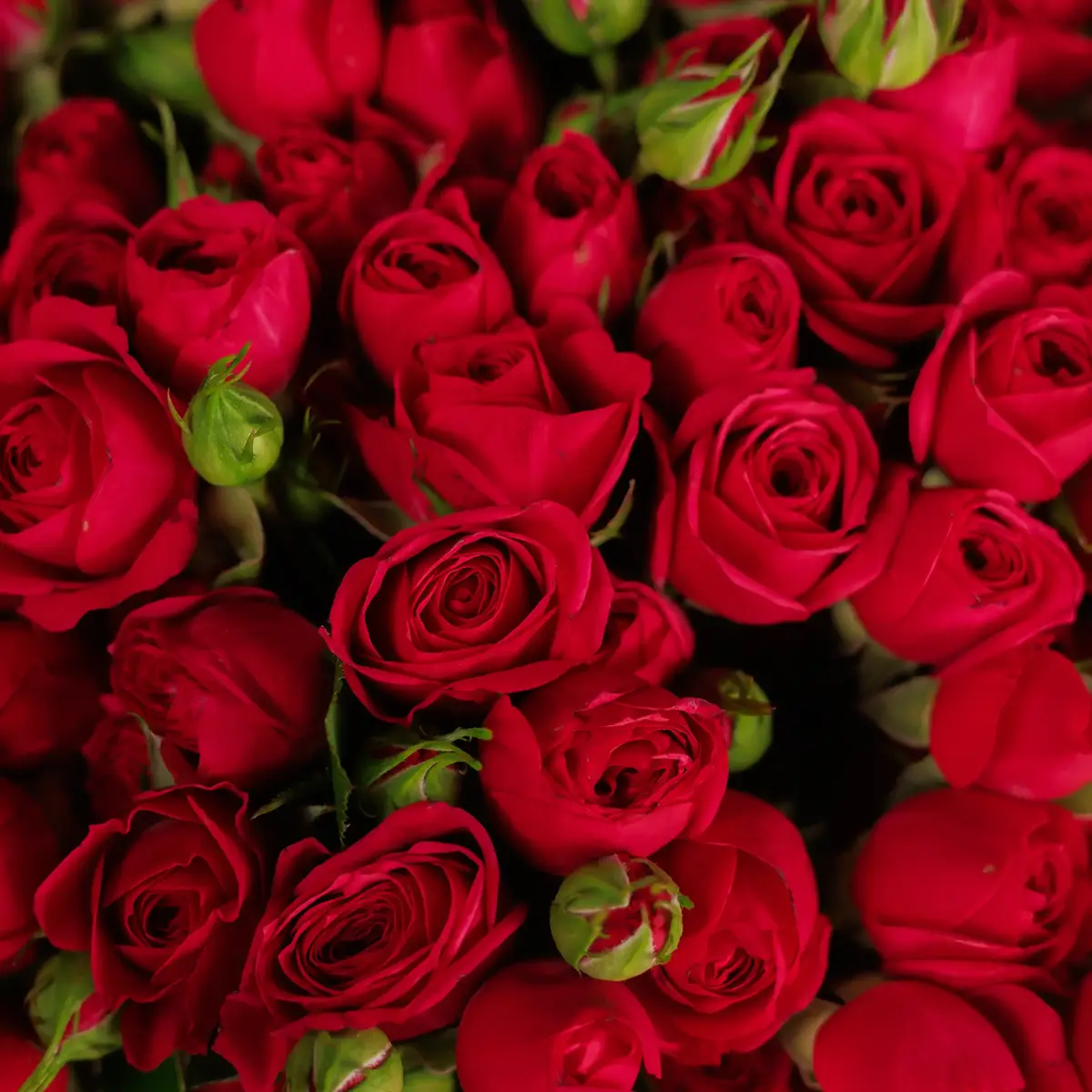 Букет 25 Троянд спрей Квінсі купити недорого в Україні, фото 3