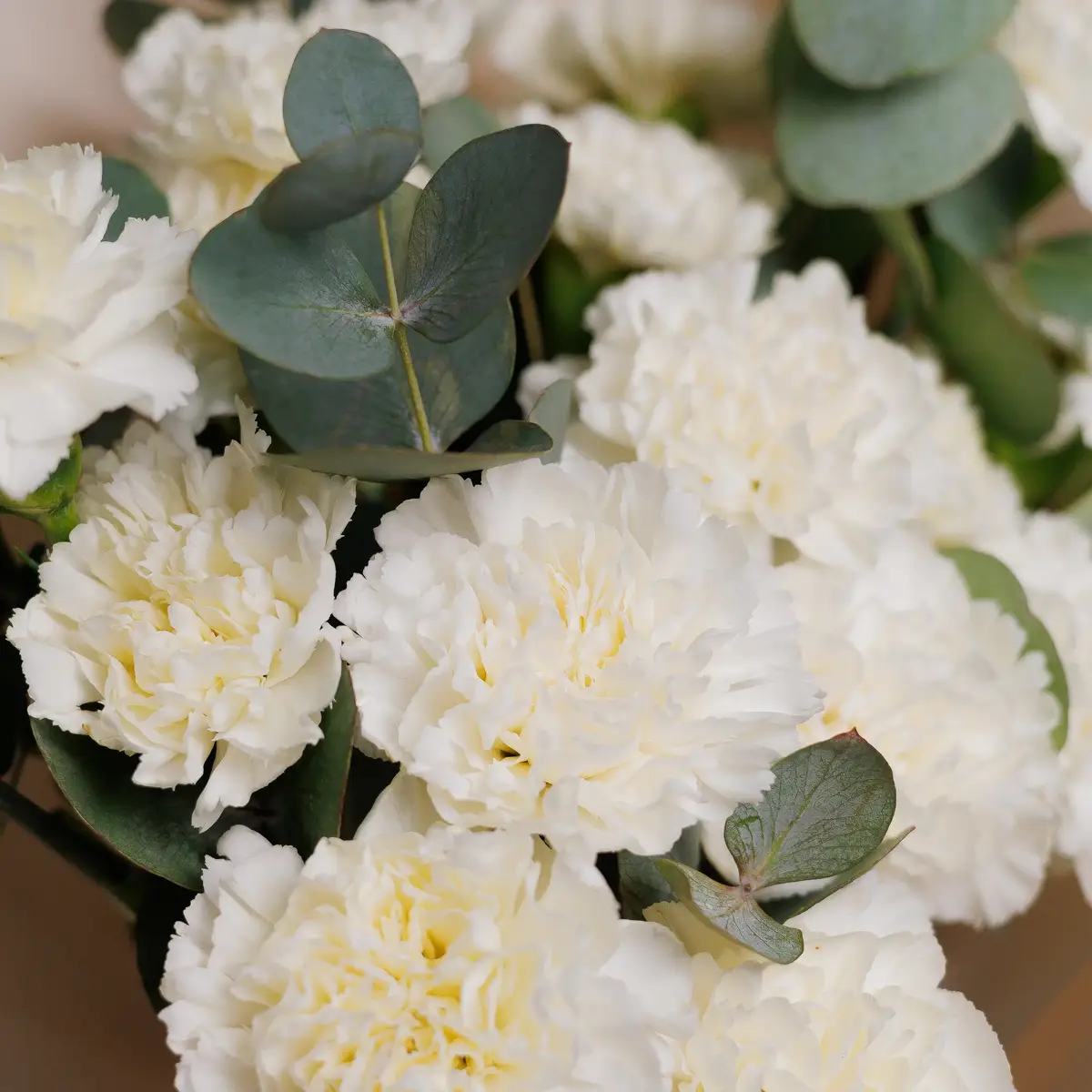 Букет 25 Белых Гвоздик с эвкалиптом купить недорого в Украине, фото 3