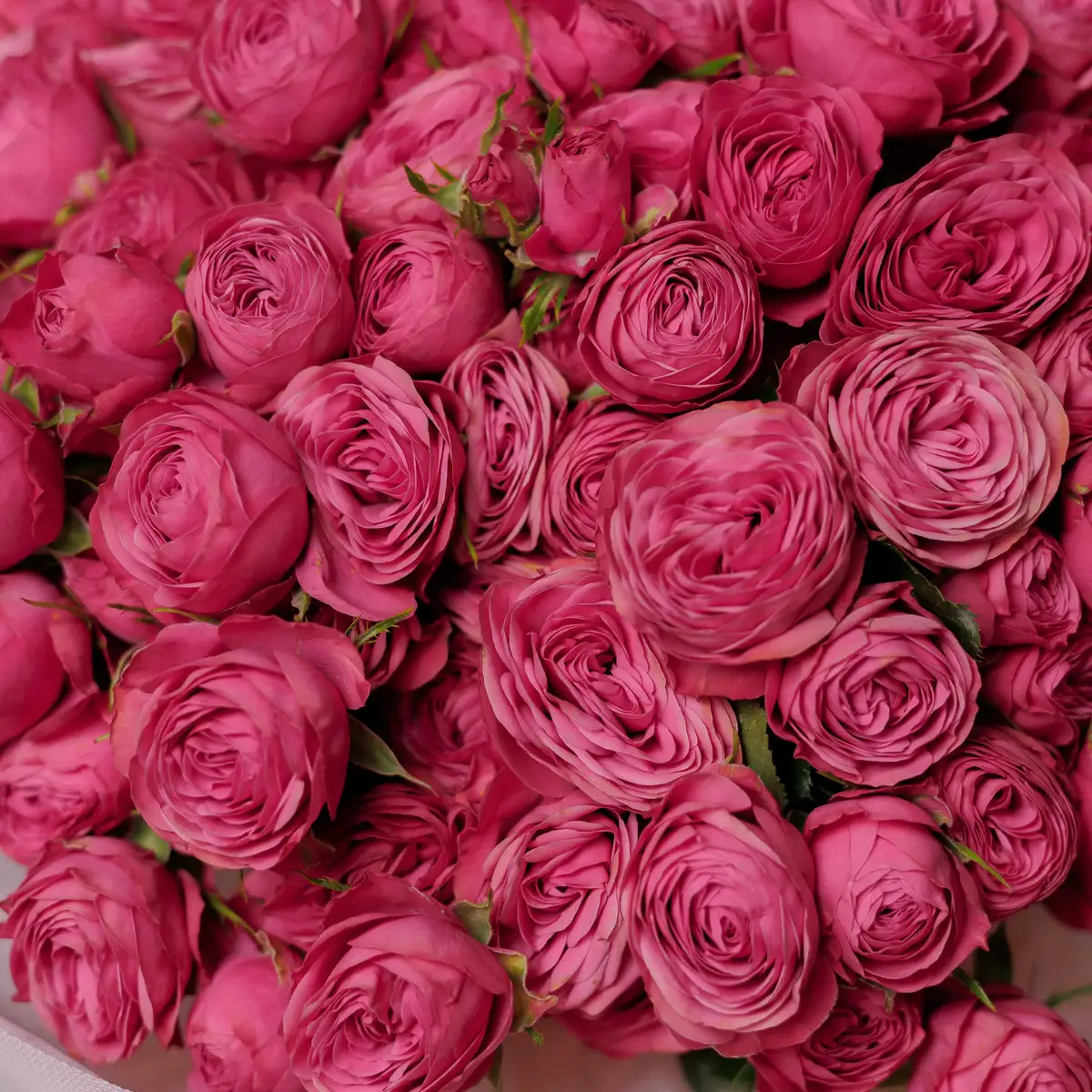 Букет 35 Троянд спрей Гра Трендсеттер купити недорого в Україні, фото 3