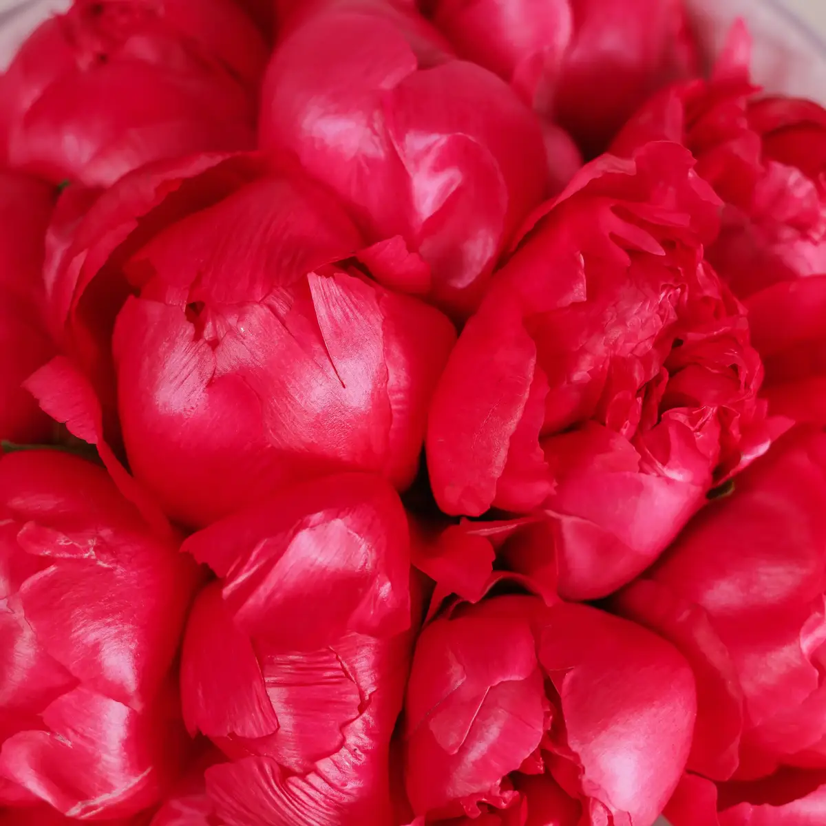 Букет 11 малиновых пионов Белгравия купить недорого в Украине, фото 3