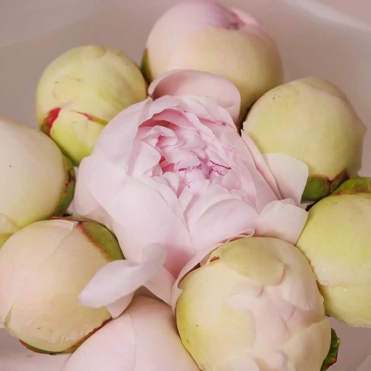 Букет 9 Кремових Півоній Оділ купити недорого в Україні, фото 3